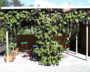 Blauer Bernburger Pergola / Für mehr Bilder, Bild anklicken.